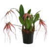 Orchidee - Bulbophyllum 'Elizabeth Ann' -Tepro Store 8506230 WE FS 001 BulbophyllumT12