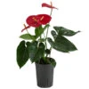Flamingoblume - Anthurium Andreanum, Hydrokultur -Tepro Store 8536237 WE FS 001 AnthuriumAndreanumRotAnthurieHydroT15