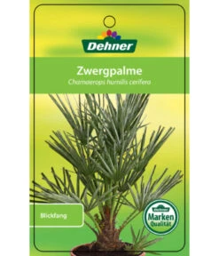 Blaue Zwergpalme 8 Blaue Zwergpalme -Tepro Store 8584401 Chamaeropshumiliscerifera 15112016 1