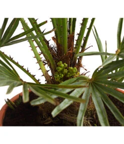 Tepro Store -Tepro Store 8584401 WE DE 01 ChamaeropsHumillisCeriferaT18DehnerExpressHerzig