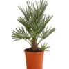 Blaue Zwergpalme -Tepro Store 8584401 WE FS 001 ChamaeropsHumillisOWCeriferaT18DehnerExpressHerzig
