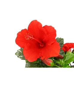 Zimmerhibiskus - Hibiscus Rosa-sinensis, Verschiedene Sorten -Tepro Store 8595241 PR DE 001 HibiscusMixBuschT17DehnerExpressHerzig