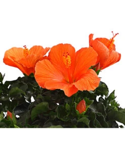 Zimmerhibiskus - Hibiscus Rosa-sinensis, Verschiedene Sorten -Tepro Store 8595241 WE DE 001 HibiskusHibiscusBuschT17DehnerExpressHerzig