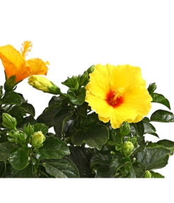 Zimmerhibiskus - Hibiscus Rosa-sinensis, Verschiedene Sorten -Tepro Store 8595241 WE DE 002 HibiskusHibiscusBuschT17DehnerExpressHerzig