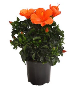 Zimmerhibiskus - Hibiscus Rosa-sinensis, Verschiedene Sorten -Tepro Store 8595241 WE FS 001 HibiskusHibiscusBuschT17OWDehnerExpressHerzig