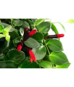 Schamblume - Aeschynanthus 'Pink Polka', Ampel -Tepro Store 8635385 WE DE 001 AeschynanthusPinkPolkaT18Schamblume