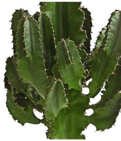Abessinische Wolfsmilch - Euphorbia Abyssinica -Tepro Store 8649626 WE DE 001 EuphorbiaAbyssinicaT18DehnerExpressHerzig