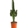 Abessinische Wolfsmilch - Euphorbia Abyssinica -Tepro Store 8649626 WE FS 001 EuphorbiaAbyssinicaT18DehnerExpressHerzig