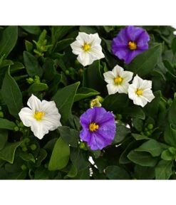 Enzianstrauch-Duo, Stämmchen -Tepro Store 8649691 PR DE 001 SolanumRantonettiStammT17TwinDehnerExpressHerzig