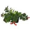 Schamblume - Aeschynanthus Radicans 'Mona Lisa' -Tepro Store 8650210 PR FS 002 SchamblumeAeschynanthusRadicansMonaLisaT11DehnerExpressHerzig