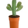 Feigenkaktus - Opuntia Consolea -Tepro Store 8683500 PR FS 001 OpuntiaConsoleaT15DehnerExpressHerzig
