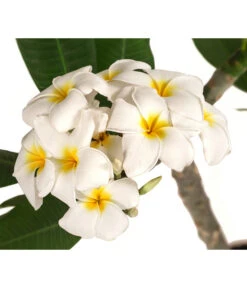 Tepro Store -Tepro Store 8691180 WE DE 001 PlumeriaT18MixOstroFrangipani
