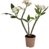 Frangipani - Plumeria Alba -Tepro Store 8691180 WE FS 001 PlumeriaT18MixOstroFrangipani