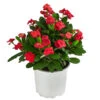 Christusdorn - Euphorbia Milii -Tepro Store 8696361 WE FS 001 EuphorbiaMiliiBuschRotChristusdornDehnerExpressHerzig