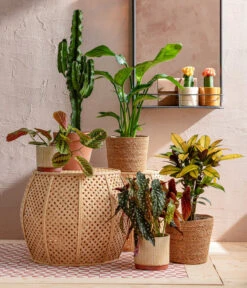 Abessinische Wolfsmilch - Euphorbia Abyssinica -Tepro Store 8698805 WE MO 001 AutumnSunrise