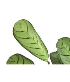 Korbmarante - Ctenanthe Burle-marxii -Tepro Store 8720930 PR DE 001 CtenantheAmagrisT12 DehnerExpressHerzig