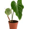 Baumfreund - Philodendron Gloriosum 1 Baumfreund - Philodendron Gloriosum -Tepro Store 8742389 WE FS 001 PhilodendronGloriosumT15