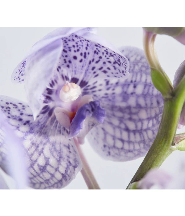 Orchidee - Vanda Cultivars 'Vanda', Im Glas 7 Orchidee - Vanda Cultivars 'Vanda', Im Glas – Bild 5
