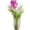 Orchidee - Vanda Cultivars 'Vanda', Im Glas -Tepro Store 8756199 PR FS 001 VandaKleinbluetigImGlasDehnerExpressZS