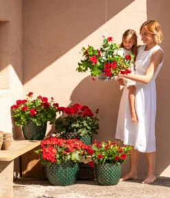 Dehner Keramik-Topf Elite 14 Dehner Keramik-Topf Elite -Tepro Store 8813008 6705461 6705479 6705487 WE MO 001 GeranieRubinHeissesRot