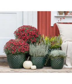 Dehner Keramik-Topf Elite 15 Dehner Keramik-Topf Elite -Tepro Store 8815763 WE MO 001 KnospenheideCallunaFluffyT11