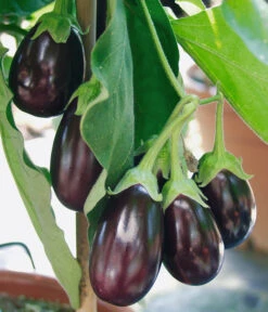 Pick-&-Joy® Aubergine Mit Früchten -Tepro Store 8838047 WE DE 001 AubergineOphelliaF1Fruechte
