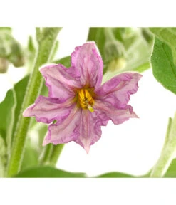 Pick-&-Joy® Aubergine Mit Früchten -Tepro Store 8838047 WE DE 001 PickandJoyAubergineT14