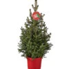 Weihnachtsbaum - Zwerg-Fichte 'Little Santa®' -Tepro Store 8997280 PR FS 005 PiceaLittleSanta5L