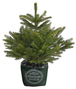 Stech-Fichte, Ca. 40-60 Cm, Im Topf Gewachsen