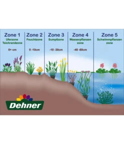 Dehner Japanorchidee - Gartenorchidee 7 Dehner Japanorchidee - Gartenorchidee -Tepro Store WE DE 001 Teichzonen Wasserpflanzen Schild