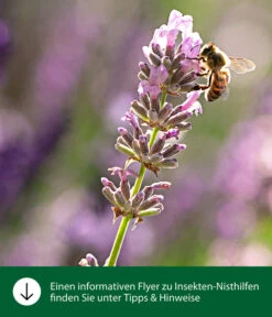 Dehner Natura Insektenhotel CLiCK, Ca. B20/H30/T11 Cm -Tepro Store WE IG FlyergrafikDehnerNaturaInsektenhotelsNisthilfen