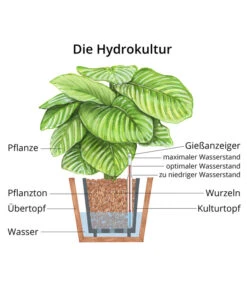 Lorbeer-Feige - Ficus Microcarpa 'Moclame', Hydrokultur -Tepro Store WE MO Hydrokultur Hydropflanze Grafik 3